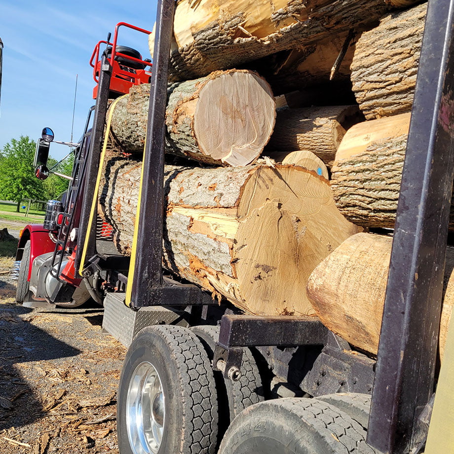 Logging & Buying Standing Timber DeMarco Land Clearing & Tree Service