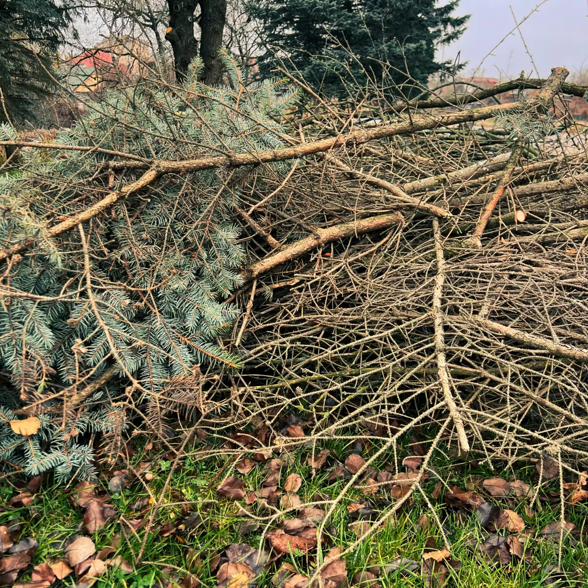aside-branches