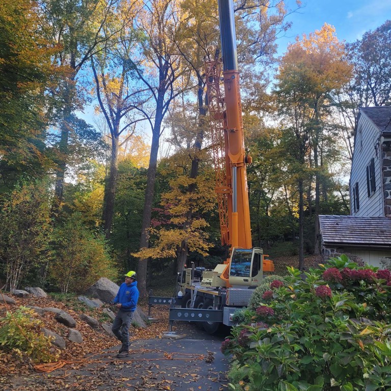 aside-tree-service