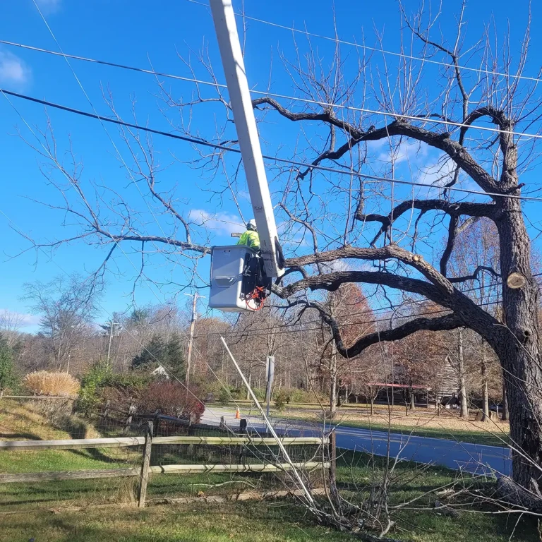 Tree Service 6-res