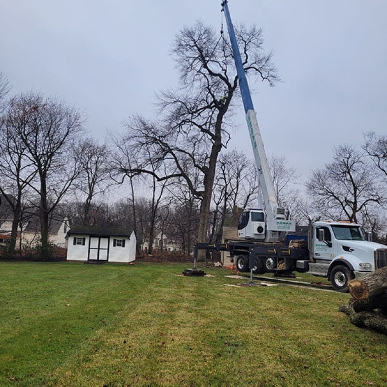 tree-service-1