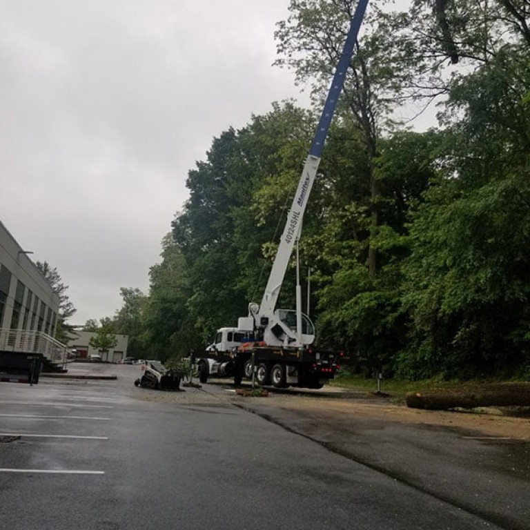 tree-service-3